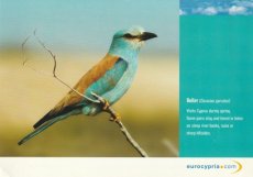 Airline issue postcard - Eurocypria Airlines - Roller (Coracias Garrulus)