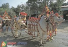 Airline issue postcard - Yangon Airways - Noviciation Ceremony on bullock carts